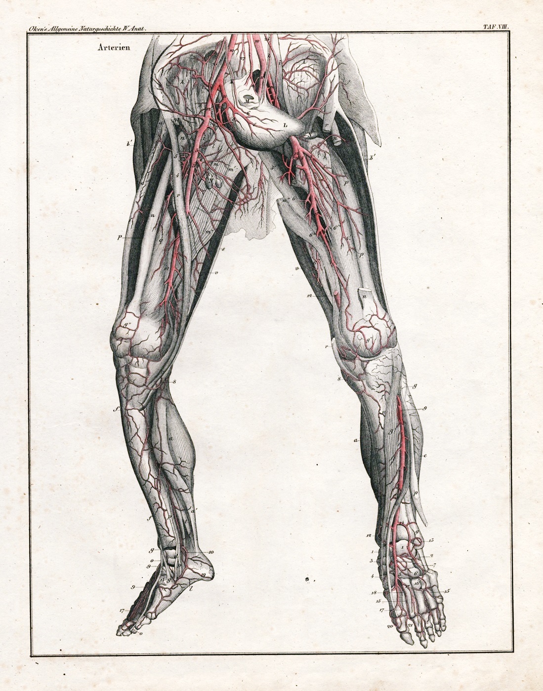 "Arterien - Taf. VIII" - arteries blood vessels Blutgefäß Rumpf torso ...