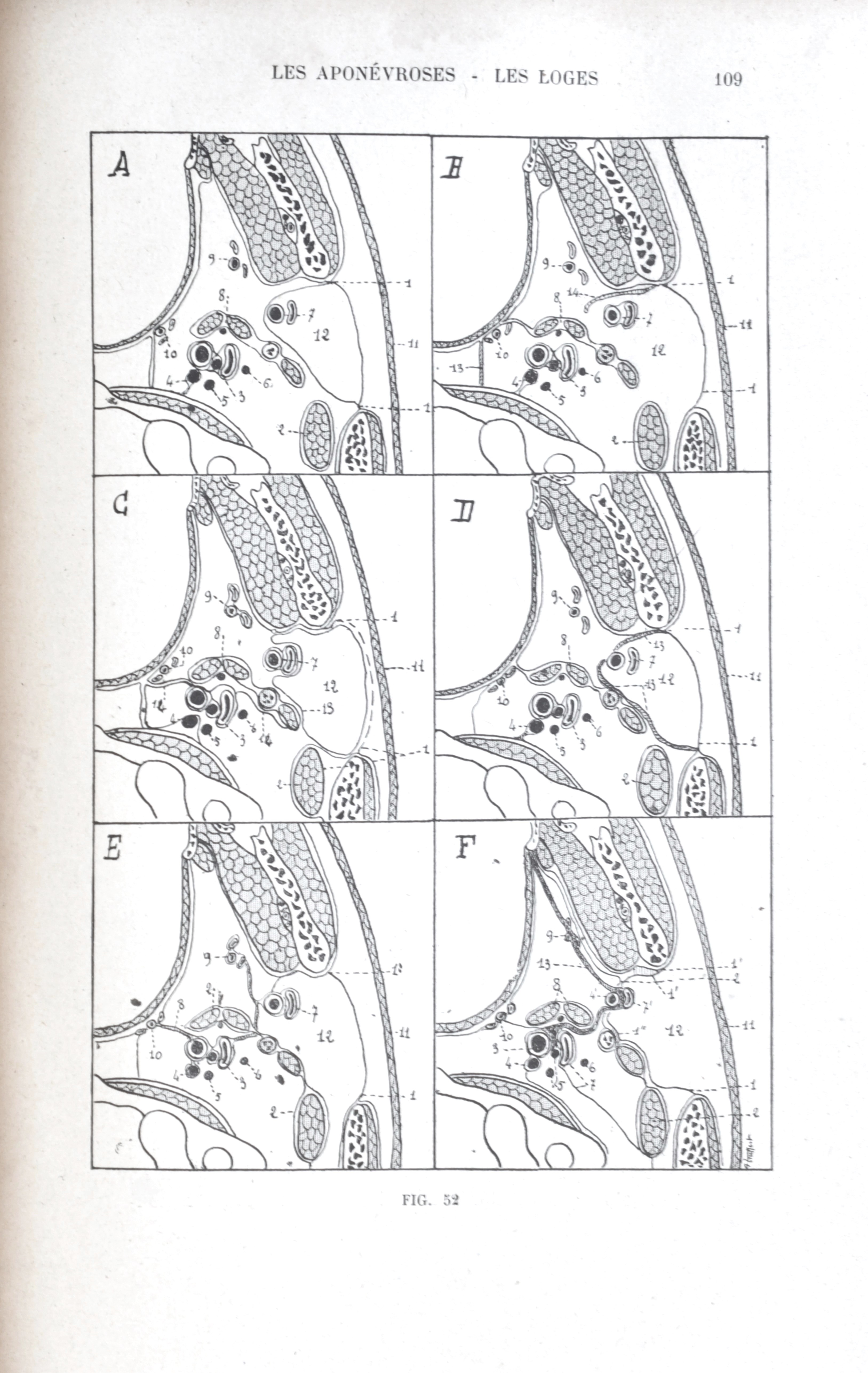 Le Cou, anatomie topographique, les aponévroses, les loges. Préface de M. le Pr Sébileau. TRUFFERT (Paul) [Bon] [Couverture souple]