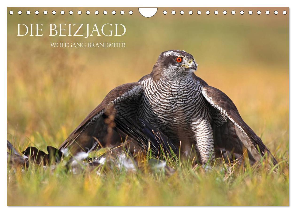 Die Beizjagd (Wandkalender 2025 DIN A4 quer), CALVENDO Monatskalender - Calvendo|Brandmeier, Wolfgang