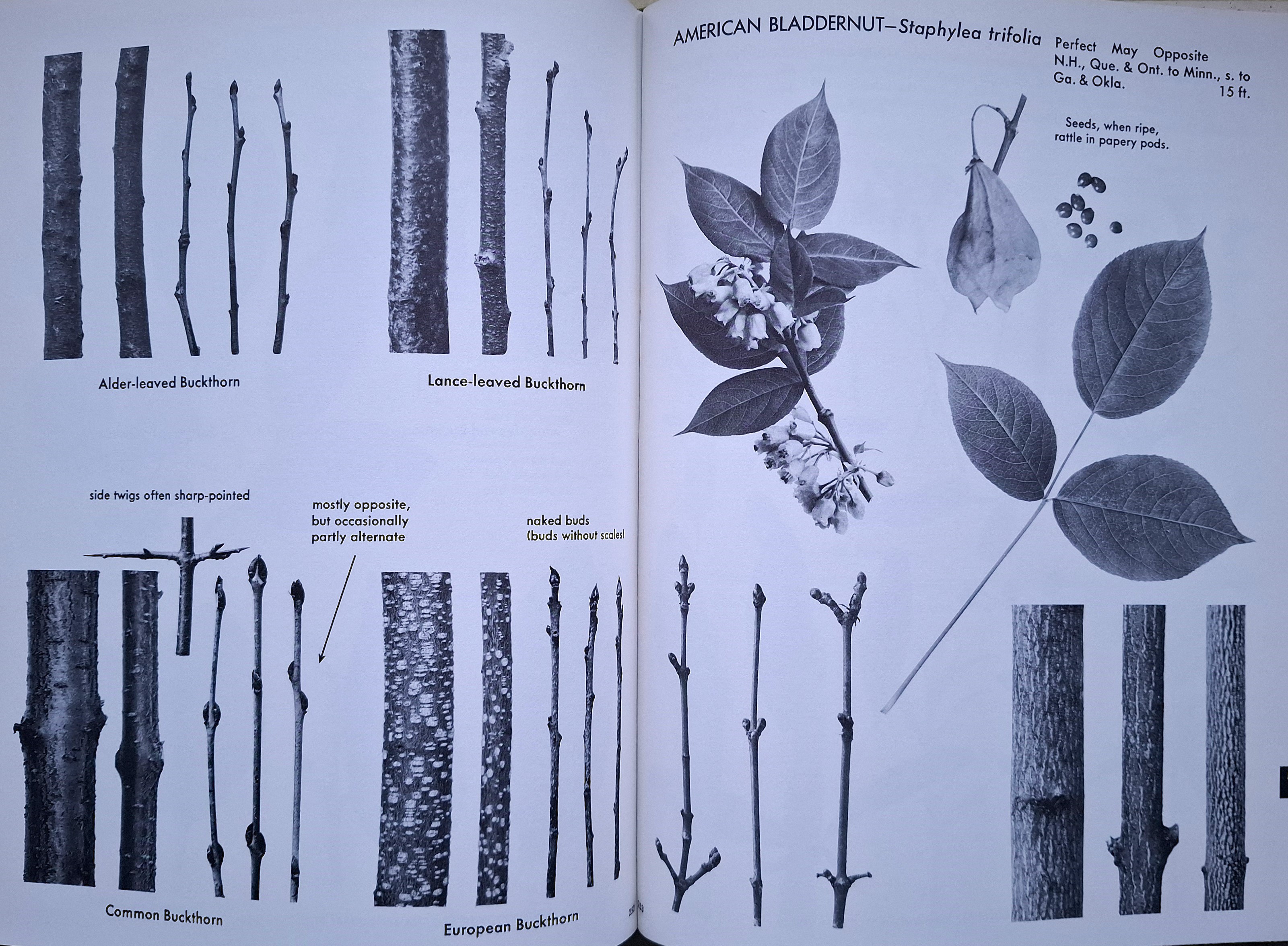 The Shrub Identification Book - the visual method for the practical ...