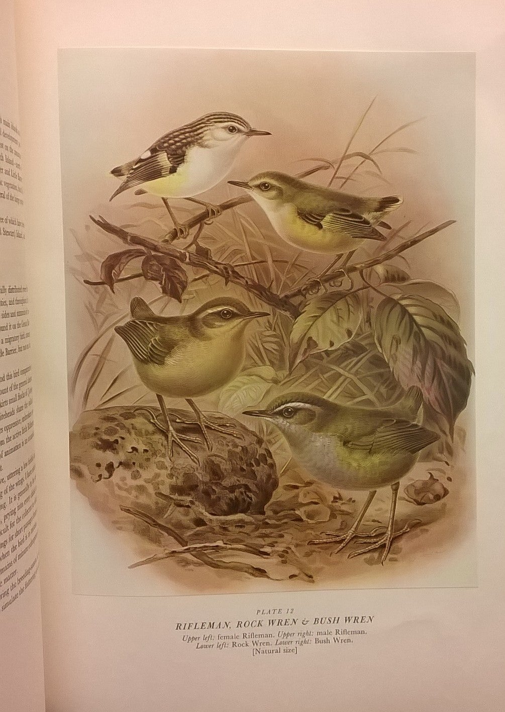 Buller's Birds of New Zealand by E. G. Turbott (ed): Very good ...