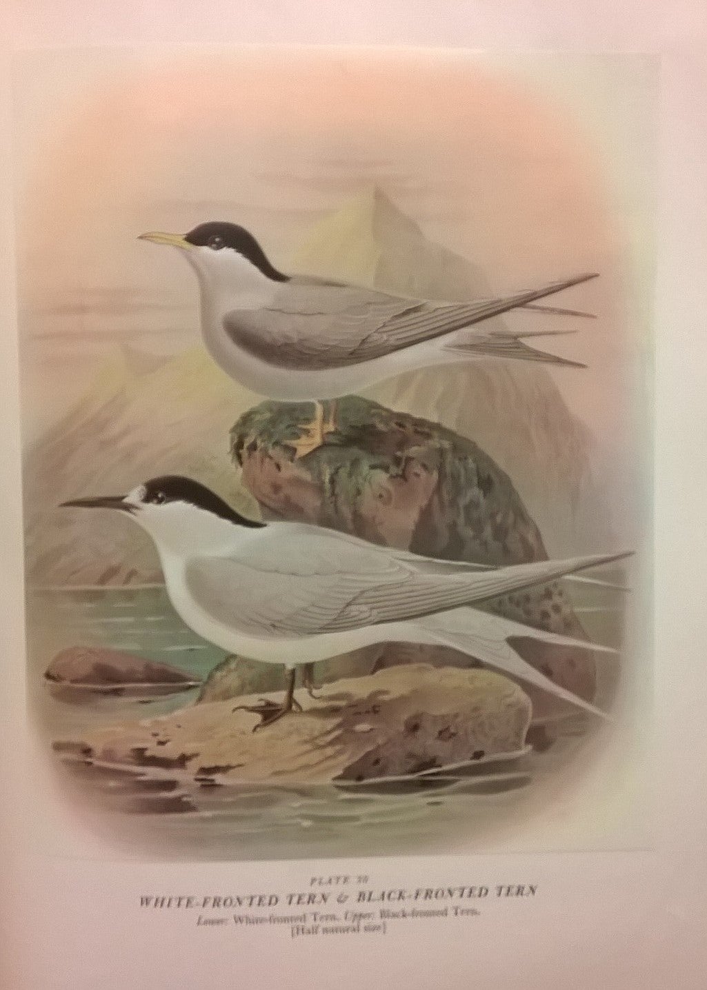 Buller's Birds of New Zealand by E. G. Turbott (ed): Very good ...