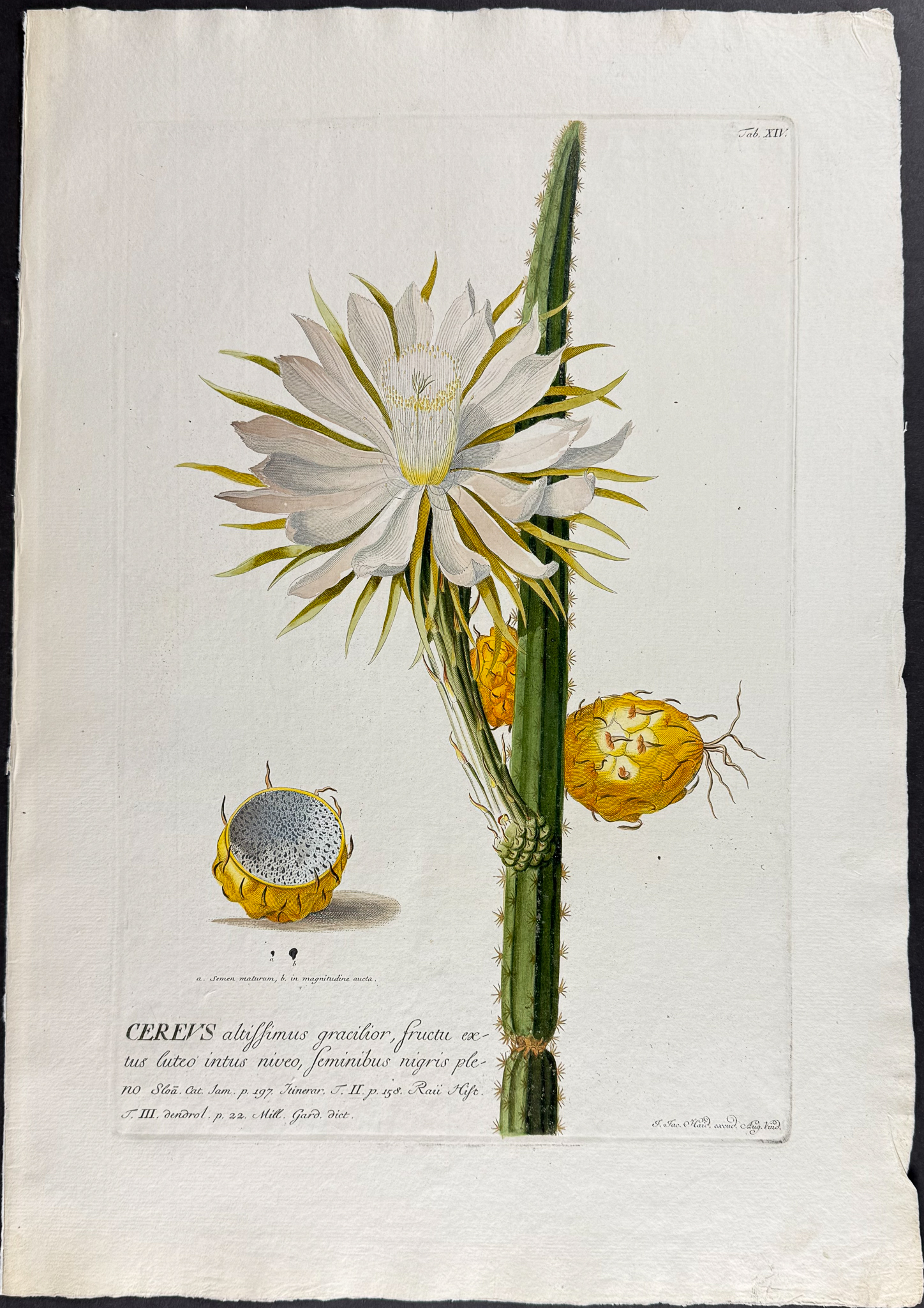 Cactus (Night-blooming Cereus) Christoph Jakob Trew & Georg Dionysius Ehret Antique Print,Botanical,Flower