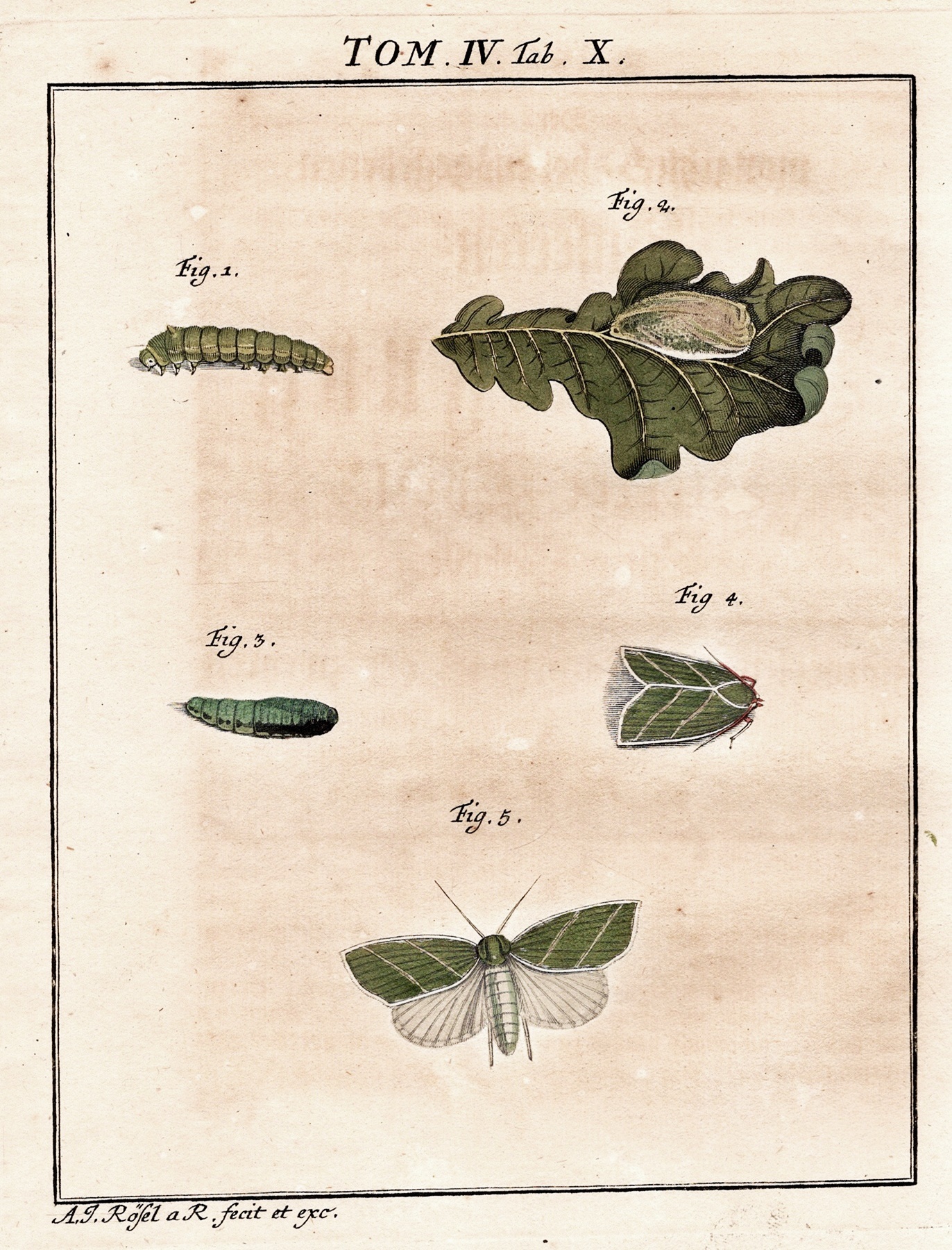 Tom Moth