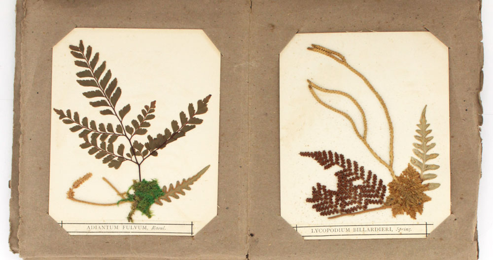 New Zealand Ferns and Fern Allies. Collected, dried, and Mounted by Eric Craig, Fern and Curiosity Dealer, (Herbarium. Ferns) Sciences