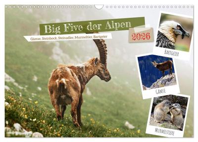 Big Five der Alpen Gämse, Steinbock, Murmeltier, Steinadler, Bartgeier (Wandkalender 2026 DIN A3 quer), CALVENDO Monatskalender - Susan Michel