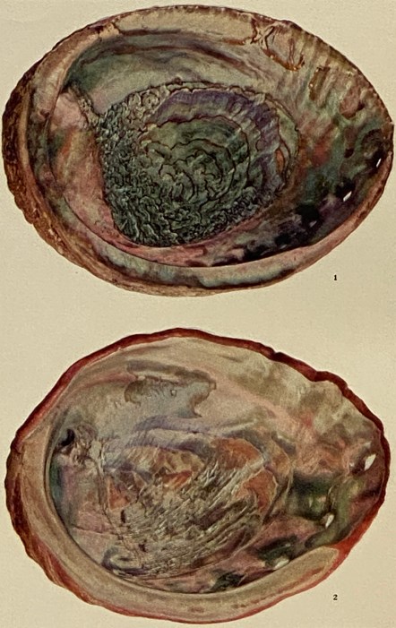 The Shell Book: A Popular Guide to a Knowledge of the Families of ...