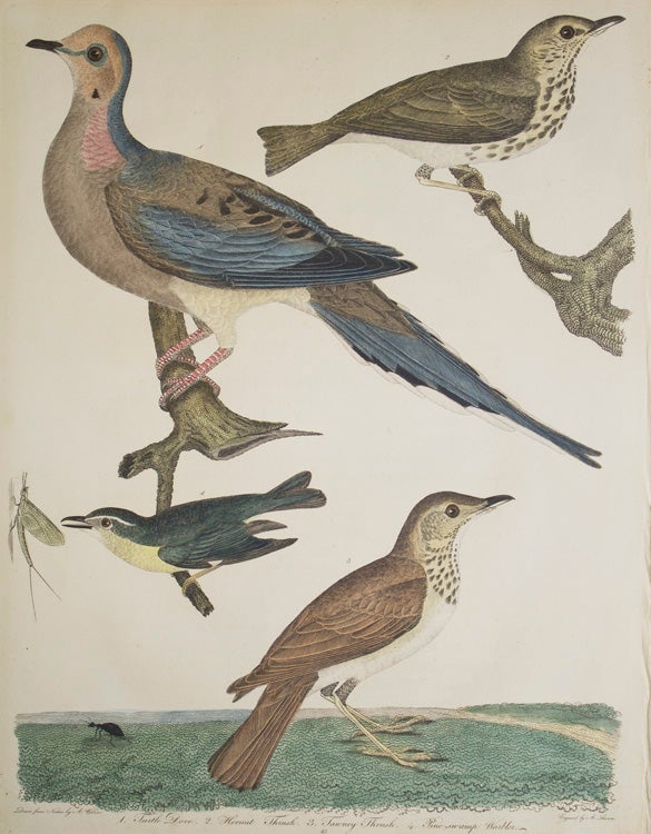 Dove Wall Decor Ornithology Print Carunculated Ground Dove Original 1835 Hand Colored Engraving Jardine Naturalist/'s Library Print