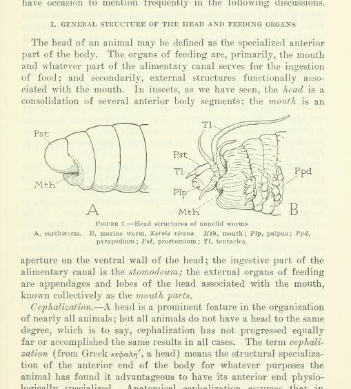 Evolution Of The Insect Head And The Organs Of Feeding by Snodgrass, R ...