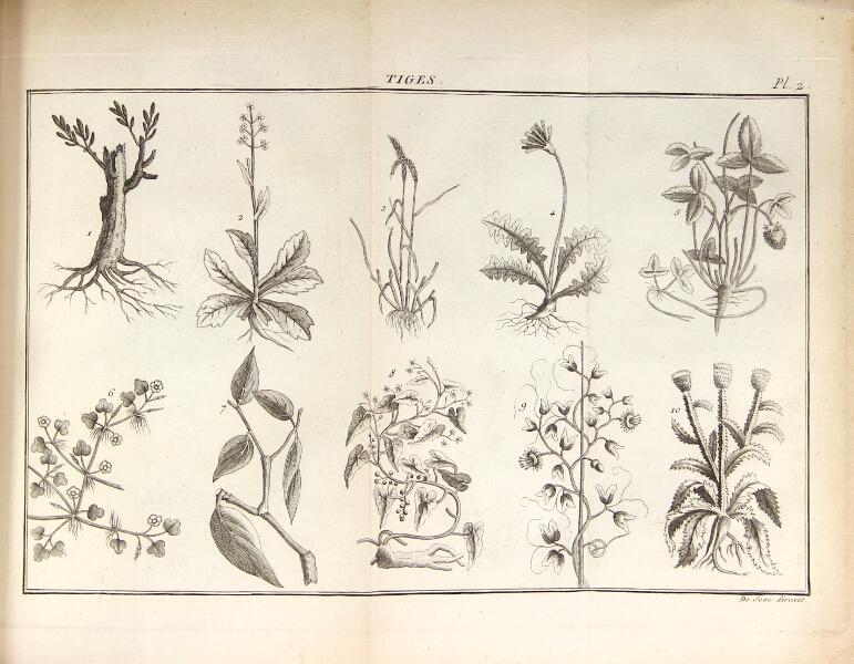 Flore française, ou, descriptions succinctes de toutes les plantes qui ...