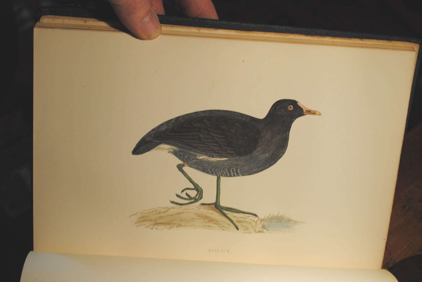 A History of British Birds by F O Morris (Reverend): Good A History of British Birds by F O Morris (Reverend): Good