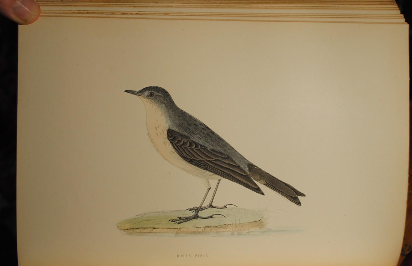A History of British Birds by F O Morris (Reverend): Good A History of British Birds by F O Morris (Reverend): Good