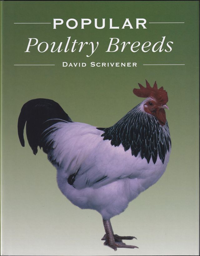 POPULAR POULTRY BREEDS. By David Scrivener. - Scrivener (David).