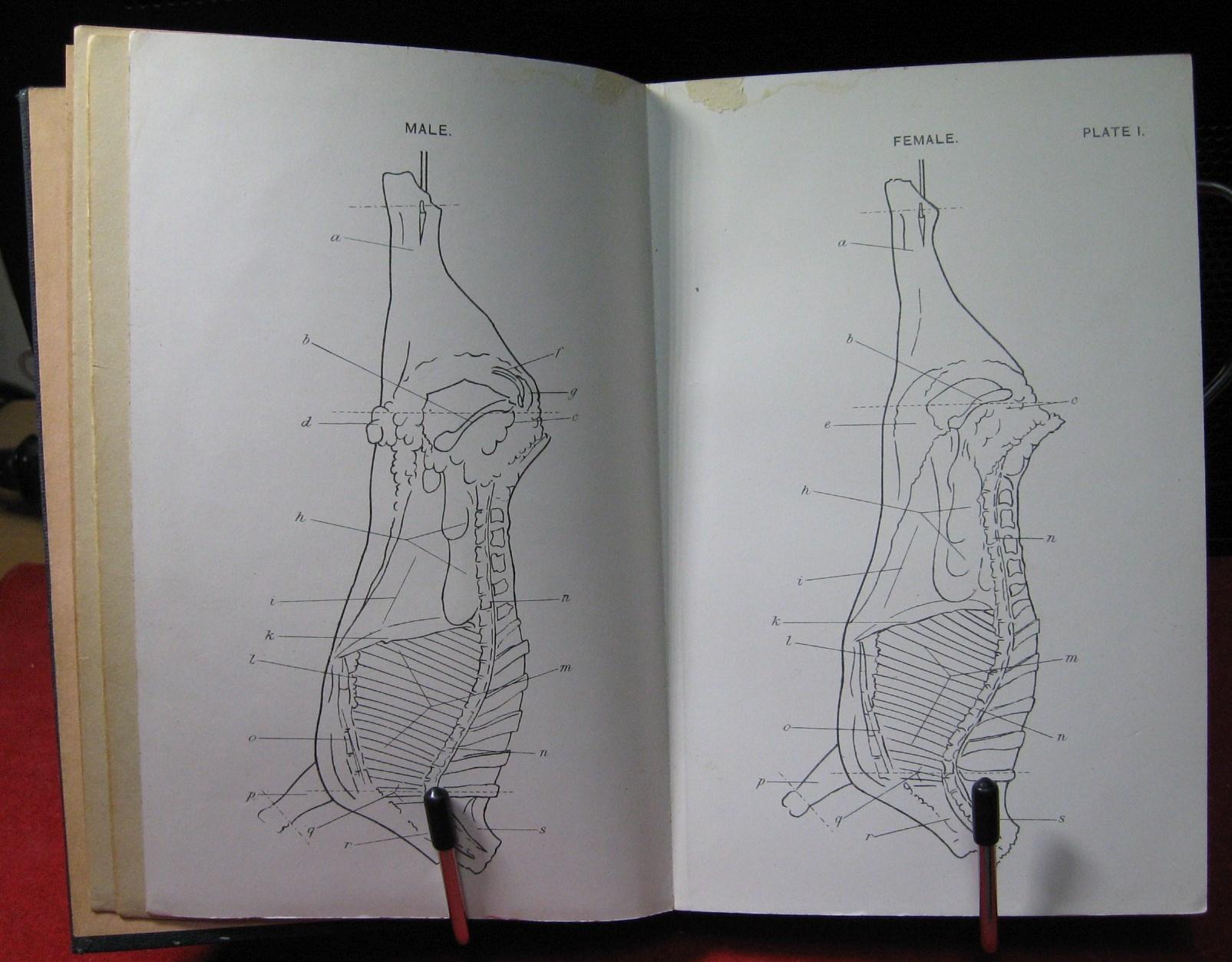 A Guide to Meat Inspection for Regimental Officers by Stacpole, Captain