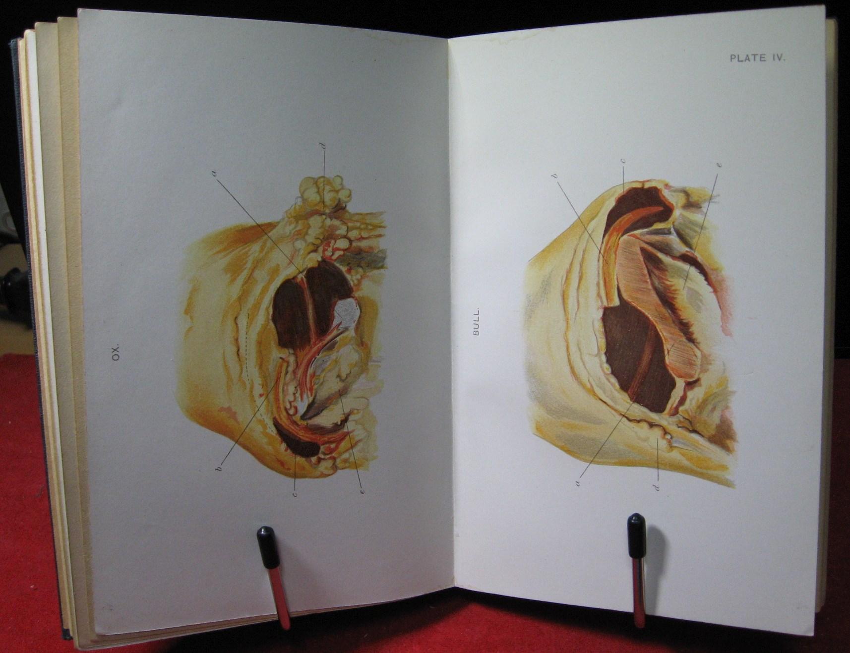 A Guide to Meat Inspection for Regimental Officers par Stacpole