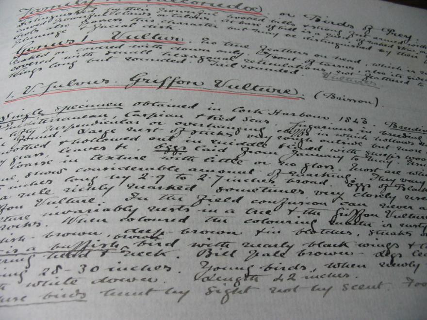 19th CENTURY HANDWRITTEN HAND-DRAWN MANUSCRIPT BOOK - BIRDS OF BRITAIN ...