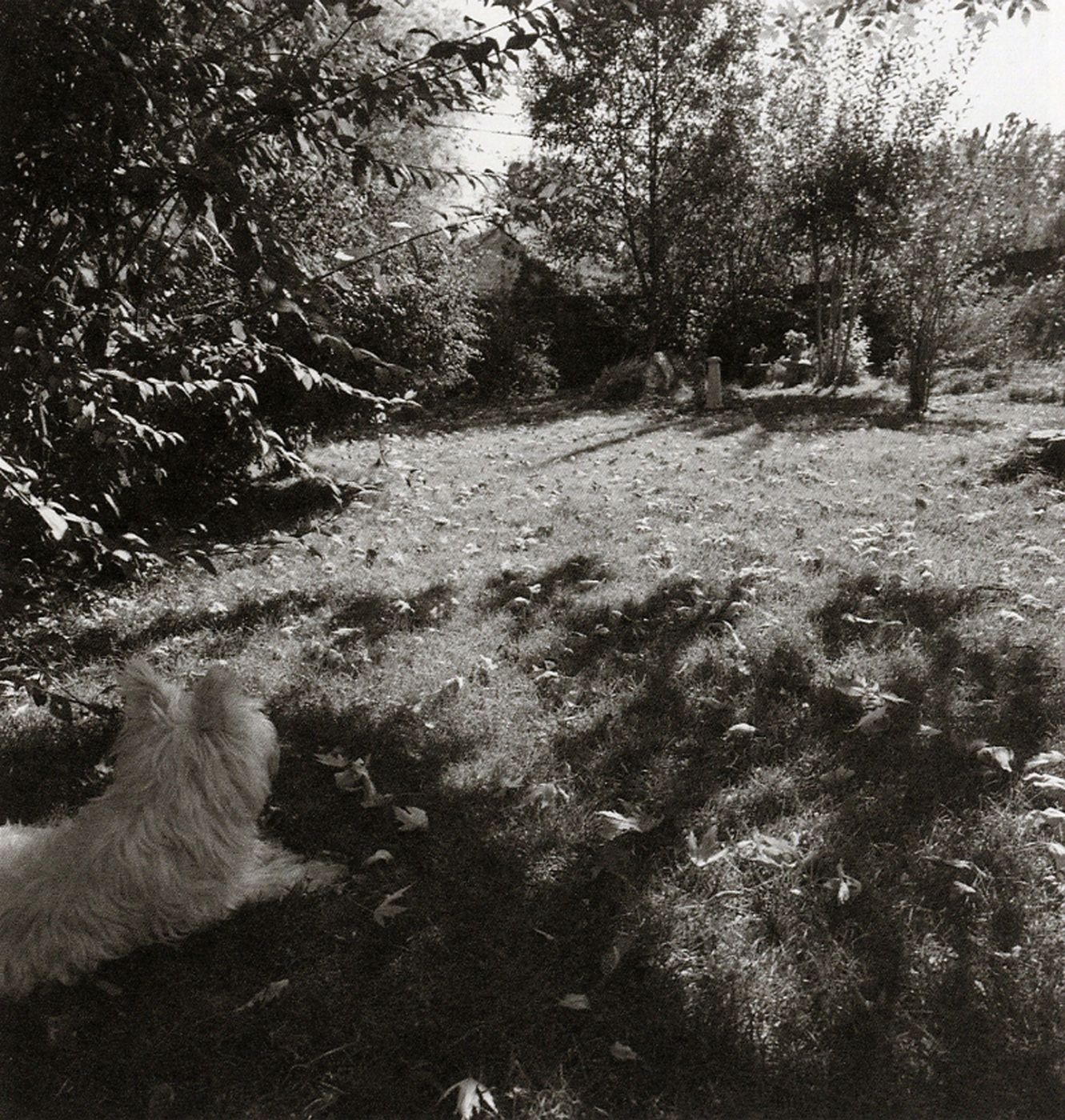 Robert Adams: I Hear the Leaves and Love the Light [SIGNED] by