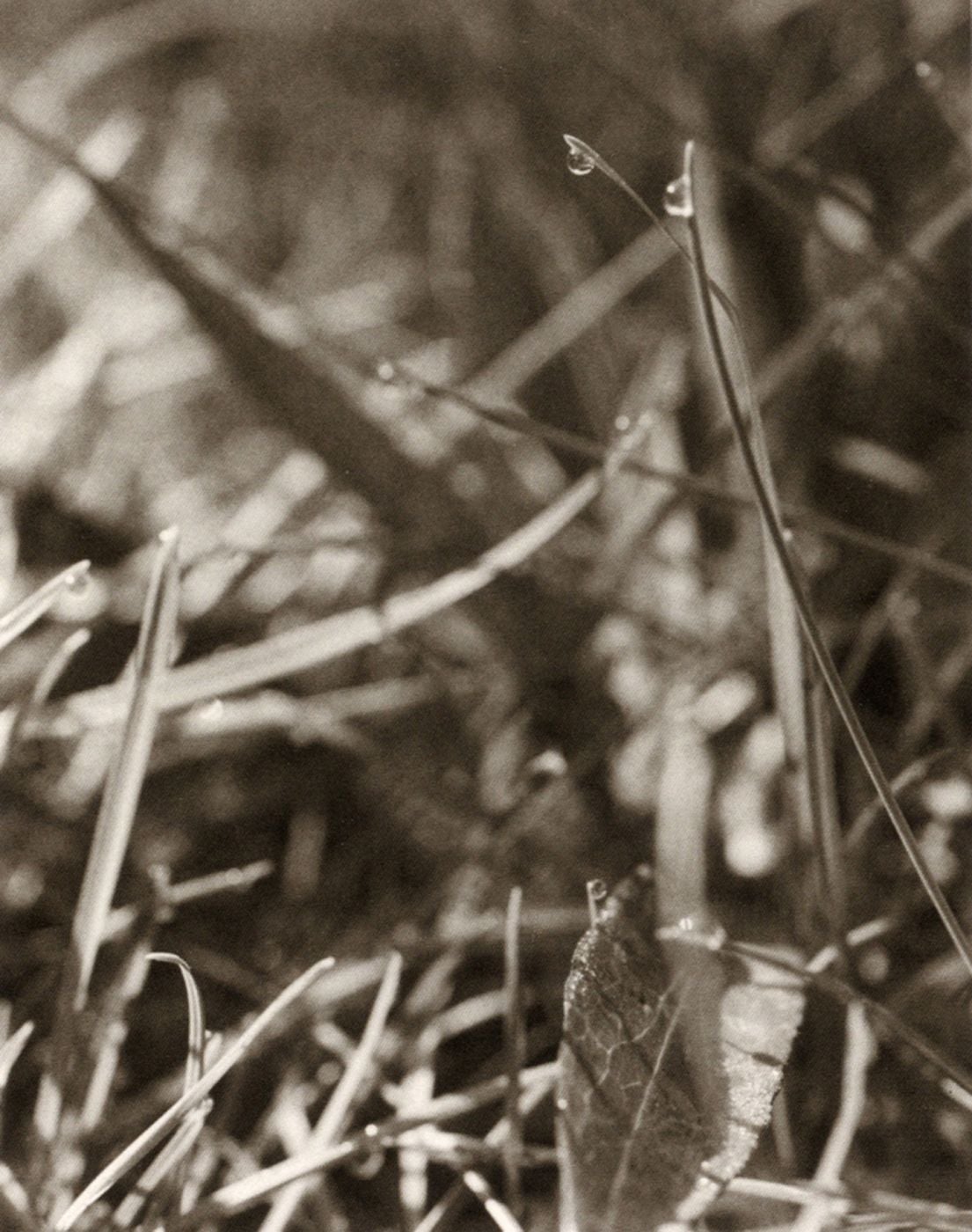 洋書 I HEAR THE LEAVES AND LOVE THE LIGHT I Hear the Leaves & Love the Light: Adams, Robert