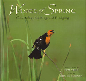 Wings of spring: courtship, nesting and fledging. - Hagner, Chuck.