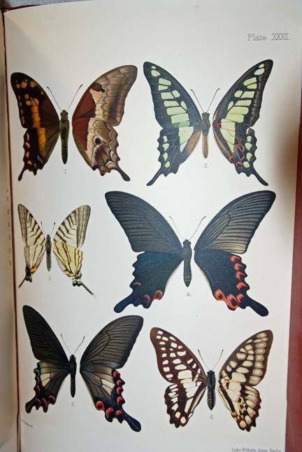 Butterflies from China, Japan, and Corea, Volume 1: Leech