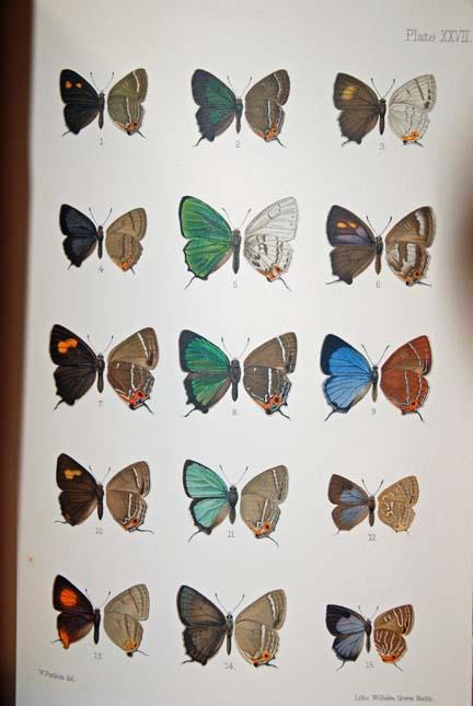 Butterflies from China, Japan, and Corea. COMPLETE 6-part