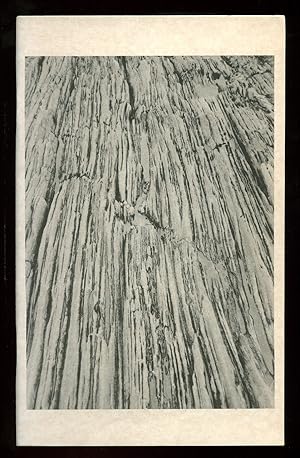 Imagen del vendedor de Nectar a la venta por Between the Covers-Rare Books, Inc. ABAA