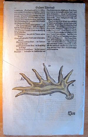 Seller image for Antique Woodcut Engraving. Two Wooducts on One Sheet. Deer and Antlers. for sale by Ken Jackson