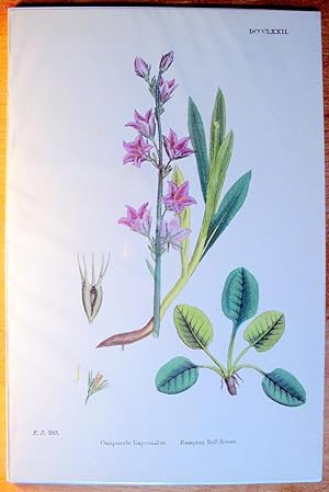 Antique Botanical Print. Campanula Bapunculus and Rampion Bell-flower.