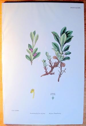 Seller image for Antique Botanical Print. Alpine Bearberry and Arctostaphylos Alpina. for sale by Ken Jackson