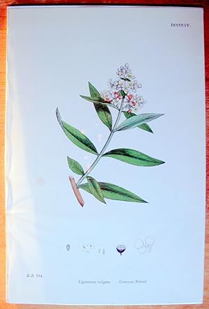 Seller image for Antique Botanical Print. Ligustrum Vulgare and Common Privet. for sale by Ken Jackson