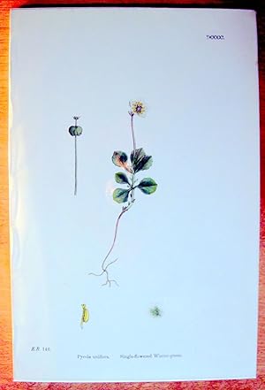 Antique Botanical Print. Pyrola Uniflora and Single-flowered Winter-green.
