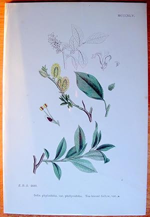 Seller image for Antique Botanical Print. Salix Phylicifolia, Var. Phillyreifolia and Tea-leaved Sallow. for sale by Ken Jackson
