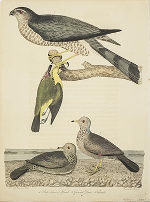 Hand-Colored Engraving from American Ornithology. 1. Slate coloured Hawk. 2. Ground Dove. Plate n...