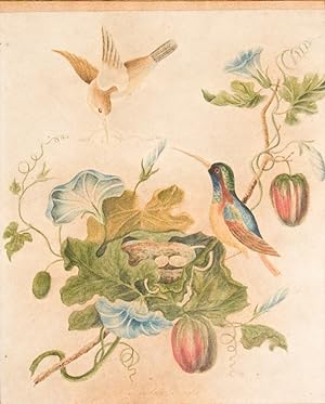 Watercolor: "Taylor Birds w. fruits bearing Convolvulus ."