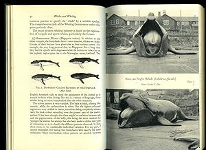 Bild des Verkufers fr Whales and Whaling zum Verkauf von Little Stour Books PBFA Member