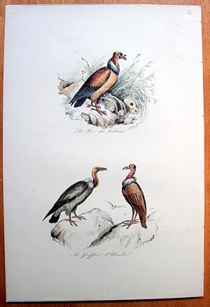 Seller image for Antique Bird Print. Buzzards. for sale by Ken Jackson