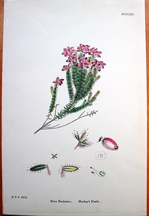 Antique Botanical Print. Erica Mackaians and Mackay's Heath.