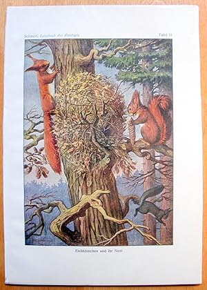 Antique Chromolithograph. Squirrels at Their Nest.