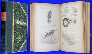 La science pittoresque - Le monde sous-marin - Ouvrage orné de 230 gravures