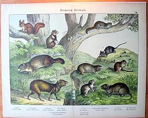 Antique Chromolithograph. Large- Squirrels, Hamster, Etc.