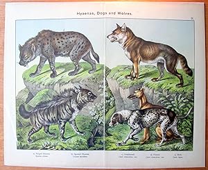 Antique Chromolithograph. Large- Wolf, Hyena, Greyhound, Etc.