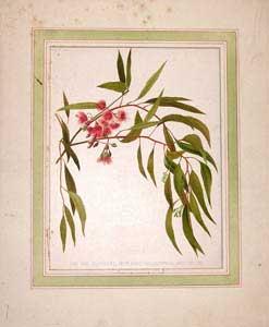 The Red Flowered Iron-Bark (Eucalyptus Leucoxylon).