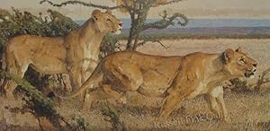 Closing The Distance (African Lions) ** Fine Signed Limited Edition Print By Bob Kuhn