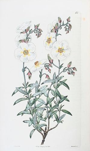 Cistineae the natural Order of Cistus, or Rock-Rose illustrated by coloured Figures & Description...