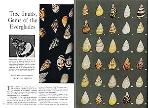 Tree snails, gems of the Everglades. in: National Geographic vol. 127 n. 3. Il fascicolo intero.