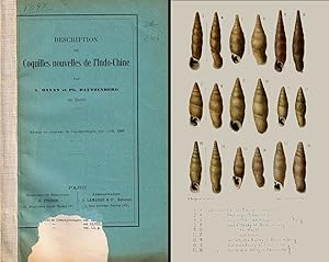 Imagen del vendedor de Description de coquilles nouvelles de l'Indo-Chine. 4e suite. In 8vo, original wrappers (lacking in the low part of first wrapper), pp. 24 with 2 cromolithos. Offprint from Journ. Conchyl., vol. 57. On Clausiliidae a la venta por NATURAMA