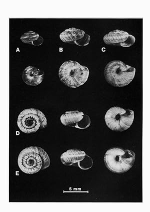 Seller image for Notulae Malacologicae, XLIV. A new Hygromiidae from the Tyrrhenian islands of Capraia and Sardinia with notes on the genera Xeromicra and Xerotricha (Pulmonata: Helicoidea). In 8vo, original wrappers, pp. 40 with 8 pls. and 10 figs. Offprint from Boll. Mal. 25(1-4) for sale by NATURAMA