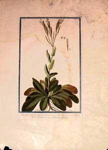 Turritis vulgaris, ramosa. J.R.H. 224. Arabis Linn. Virid. Cliff. 339. Ital. Turrite, ovvero Pelo...