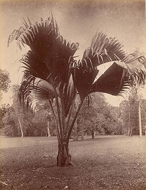 Seller image for [Palm Tree]. for sale by Shapero Rare Books