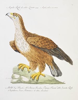 Bild des Verkäufers für [Bird of Prey] Plate II. Aquila Reale di color Leonato. Aquila fulva, seu aurea. zum Verkauf von Shapero Rare Books